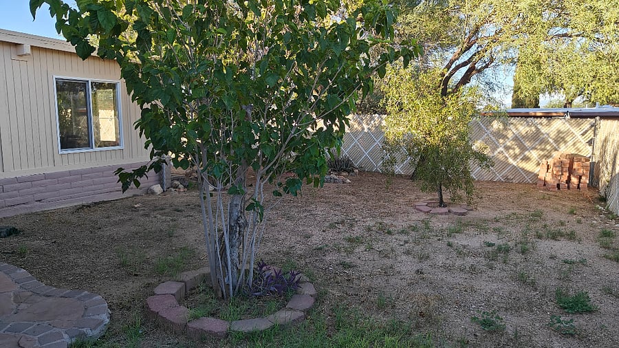 Backyard view on the right side of the patio