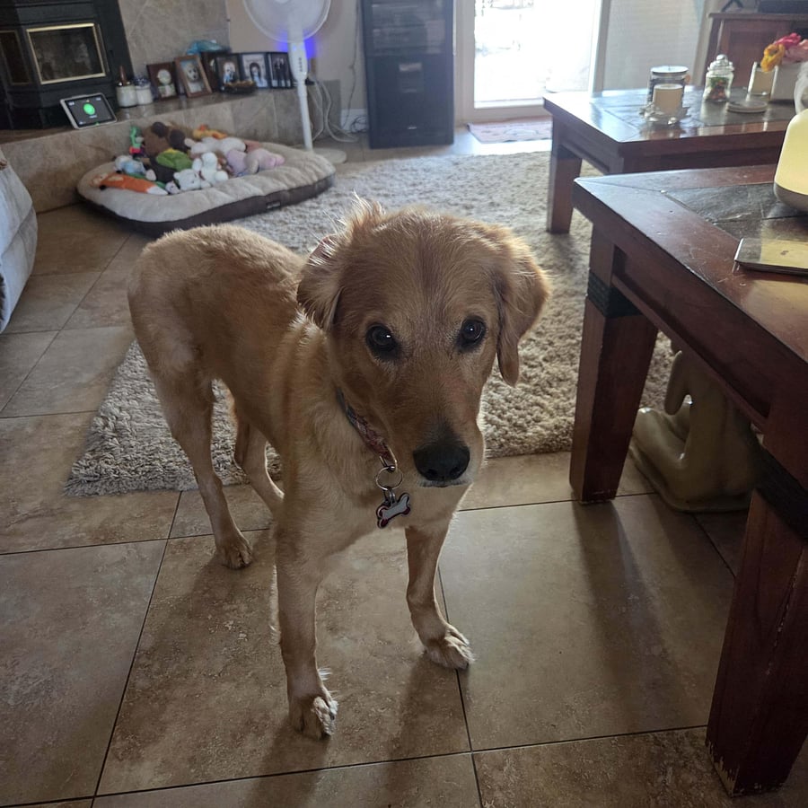 Simba