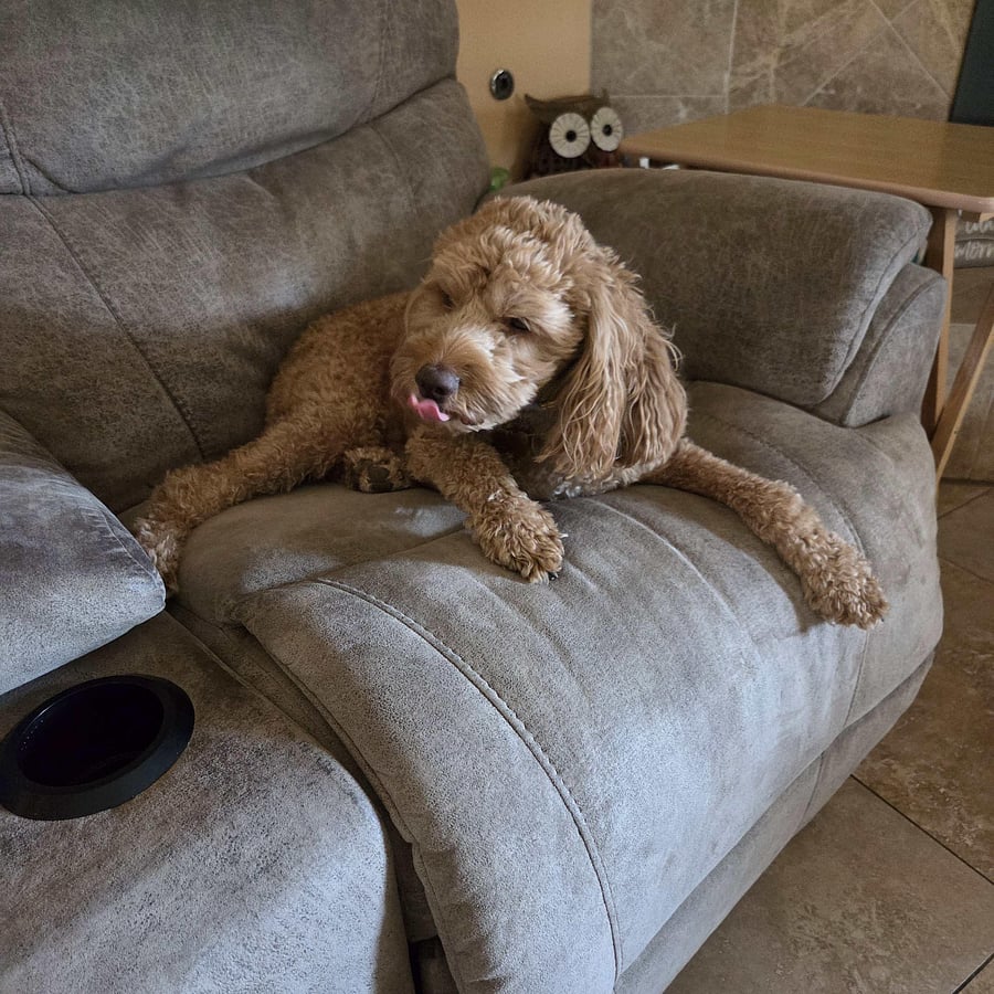 Teddy