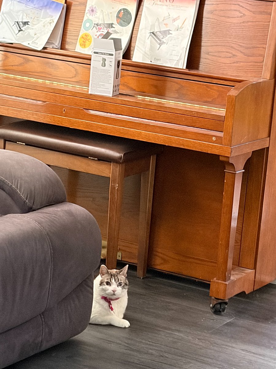Cat lives in the house