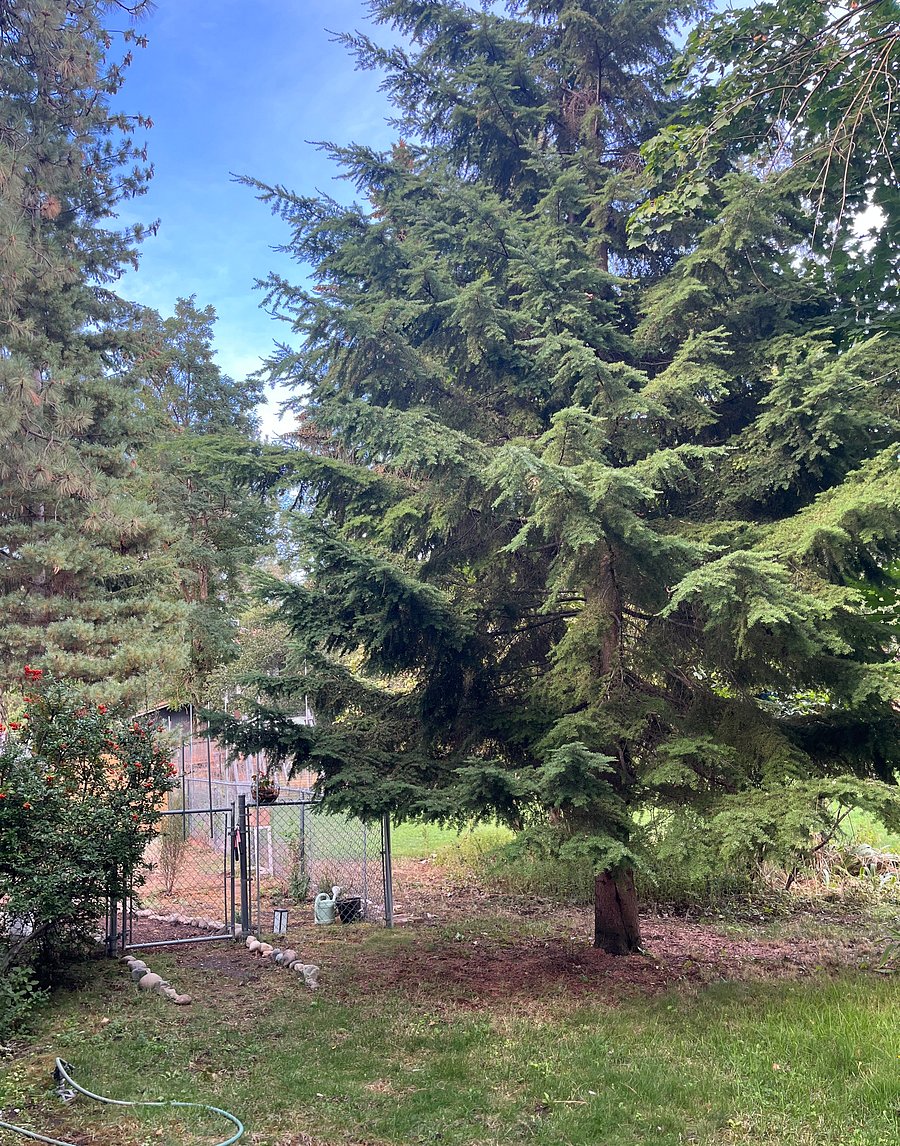 Evergreens by the patio