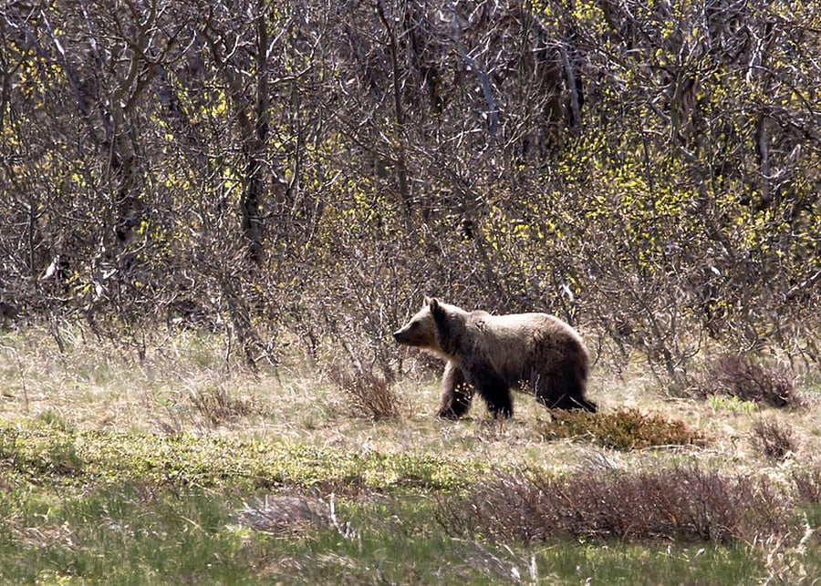 Bear Country (bear encounters are rare).