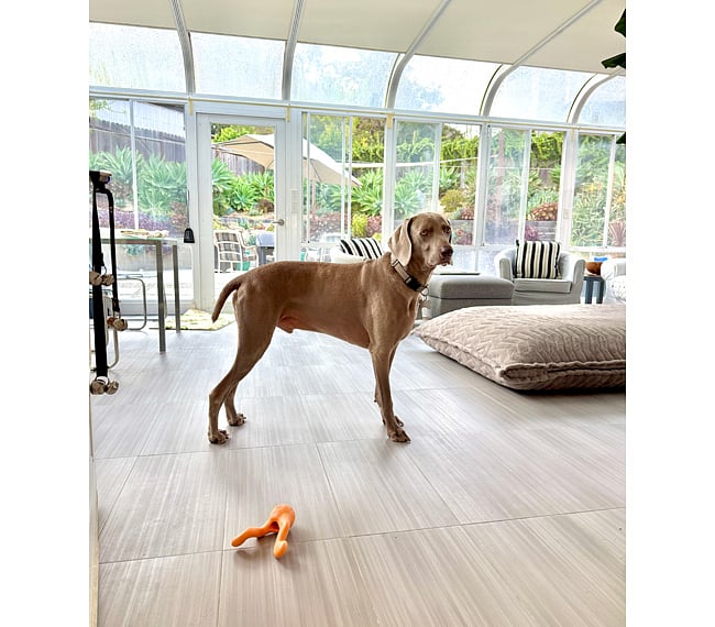 The sunroom is a favorite spot for all. It includes a glass dining/activity table with 2 chairs, plus smart tv, couch, accent chairs, ottoman -- and crash pad (which can be moved) that Atlas lounges on. This is a shared space.