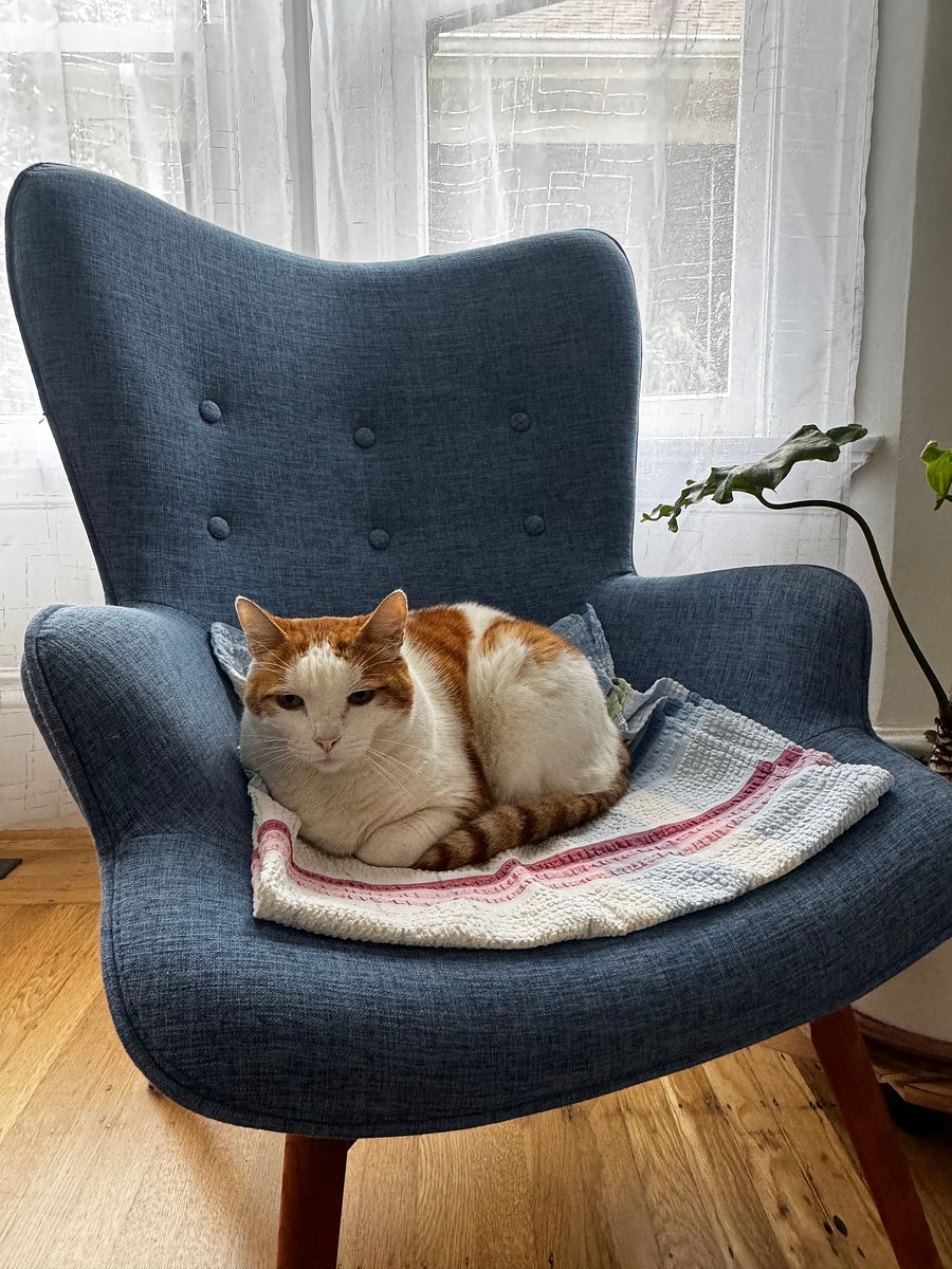 Niko the cat likes to sleep most of the day, but he would love it if you pet him, brush him or play with him with a string.