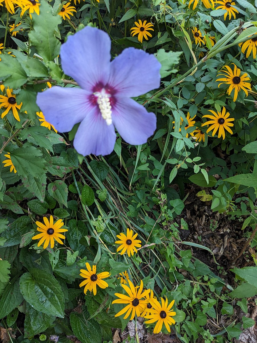 Garden flowers