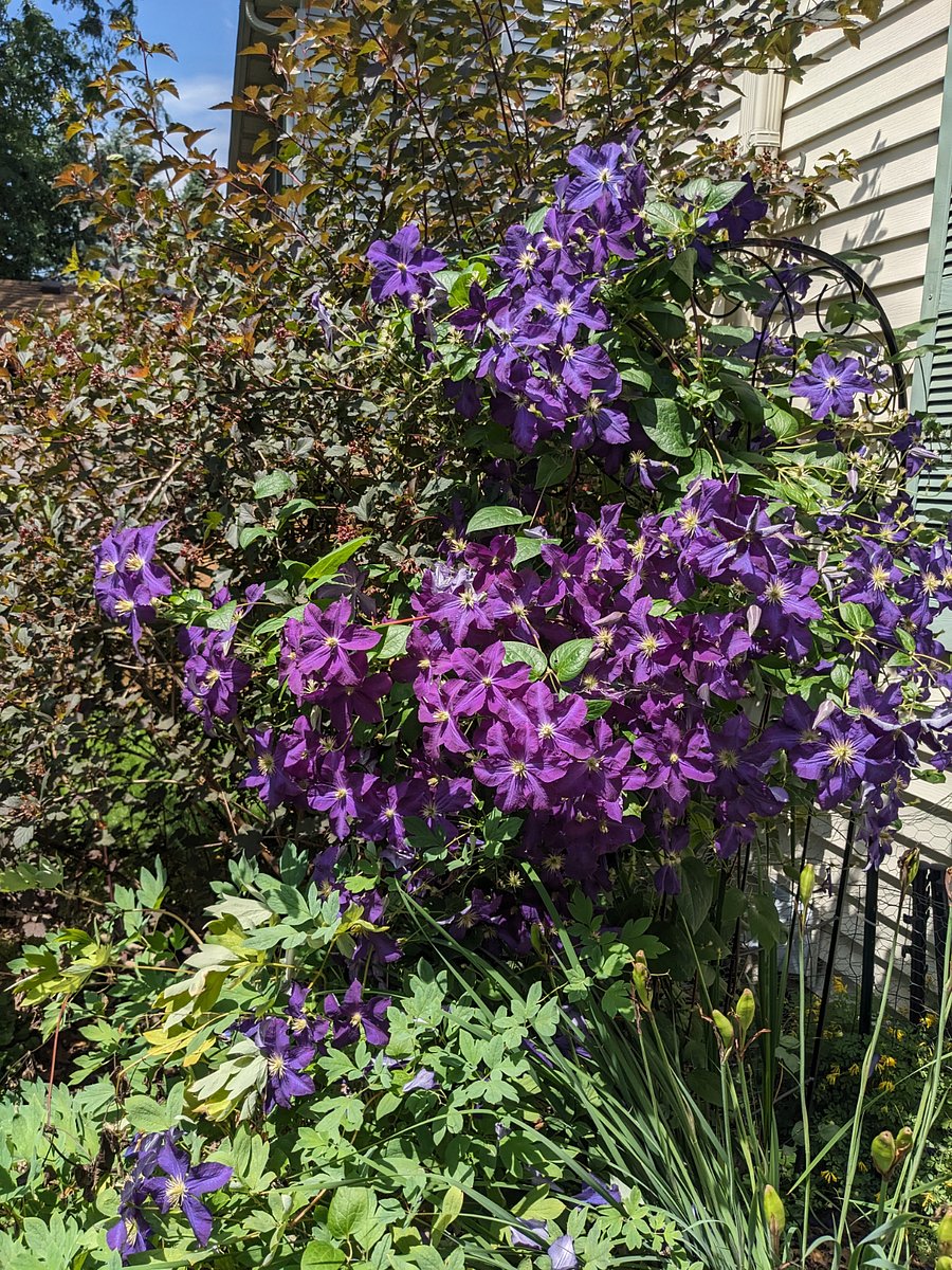 Garden flowers