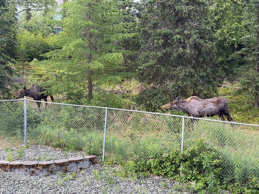Moose in yard.
