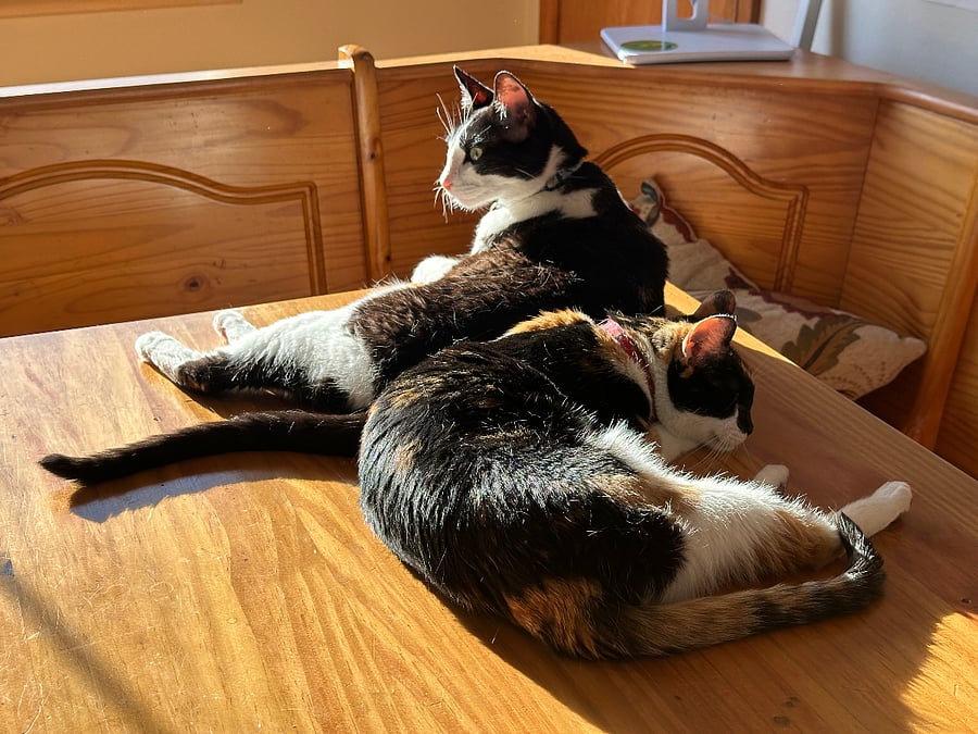 Ichi and Cali
