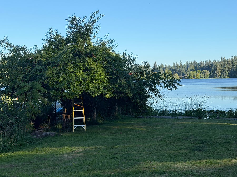 Private backyard
