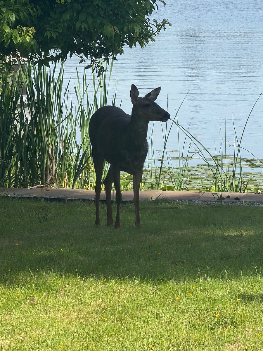 Some of our friendly wildlife periodically may come to visit.