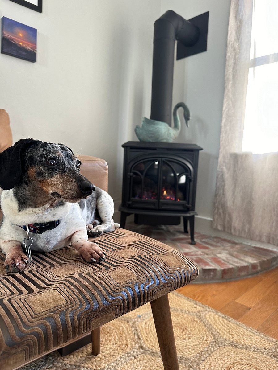 Frank, the mini-dachshund, enjoying the warm fire