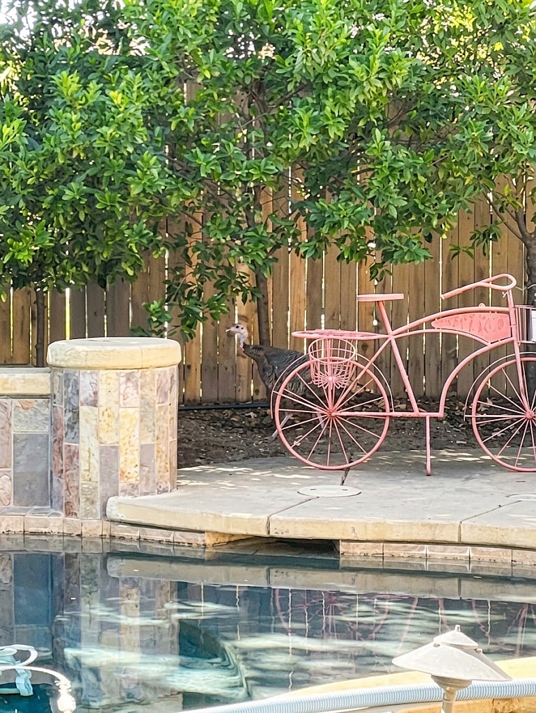 Furnished Finder property 1047147_1 photo 44