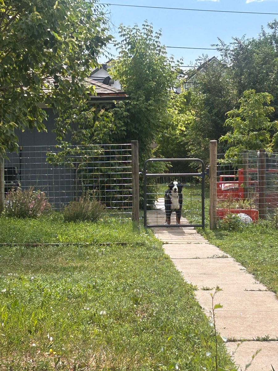 My pup enjoying the fenced yard