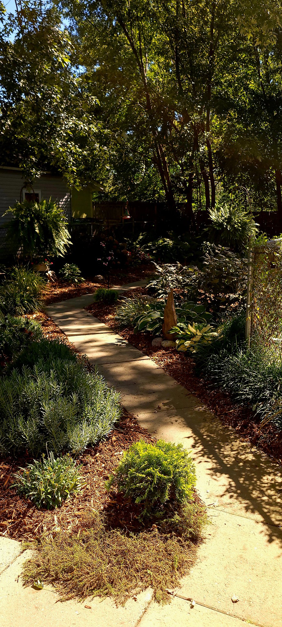 Morning coffee walk/Fenced backyard.