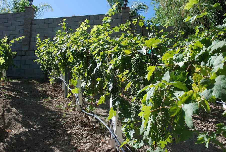 Vineyard View 2