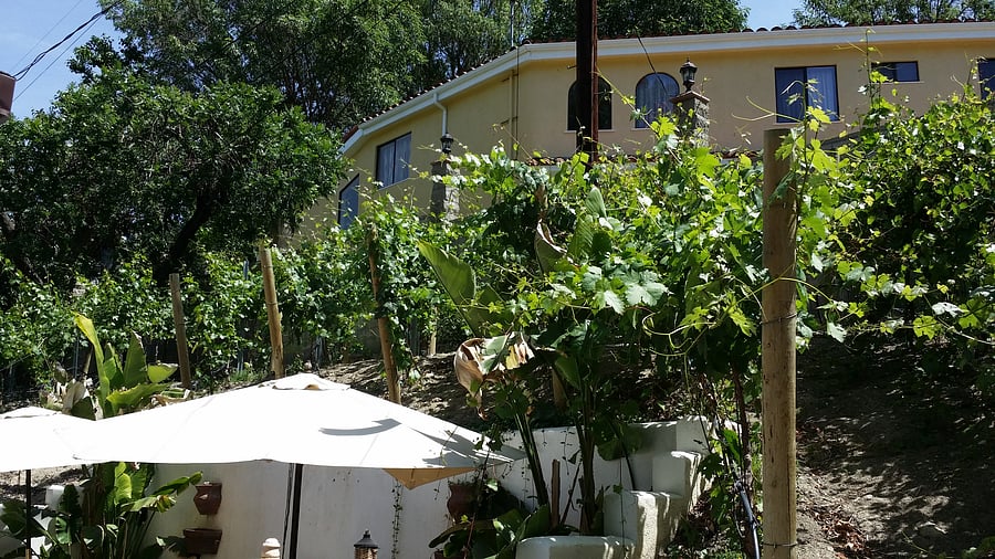 Vineyard View 3