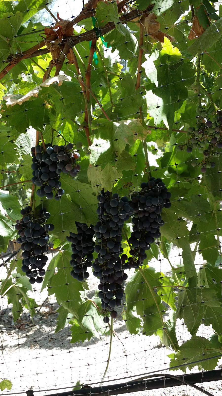 Vineyard View 4