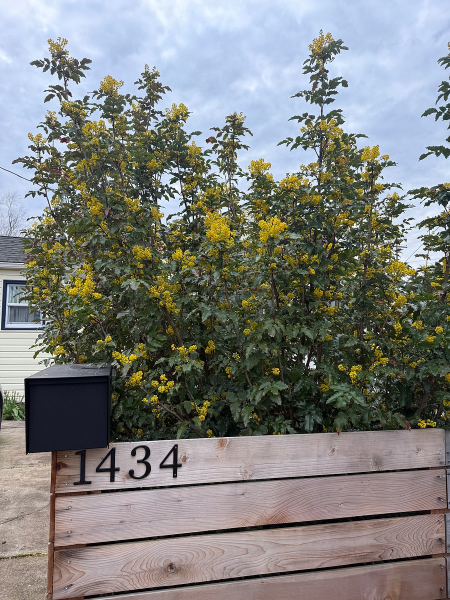 Front garden.