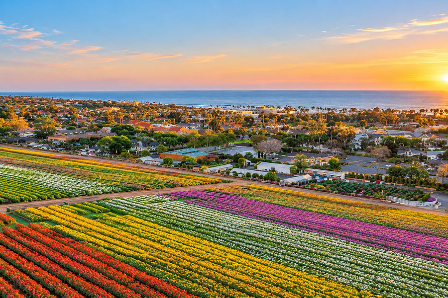 4 miles to Carlsbad Flower Fields