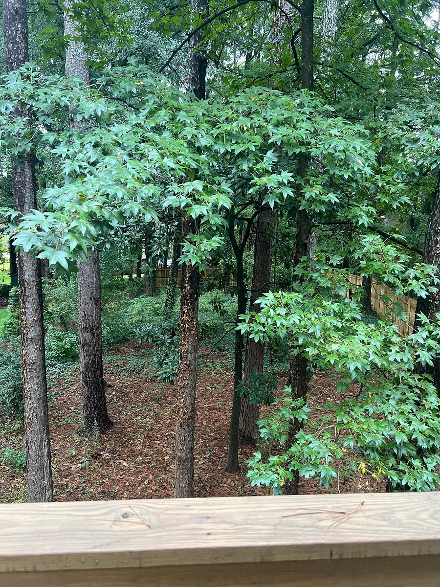 View of back yard from the patio/deck