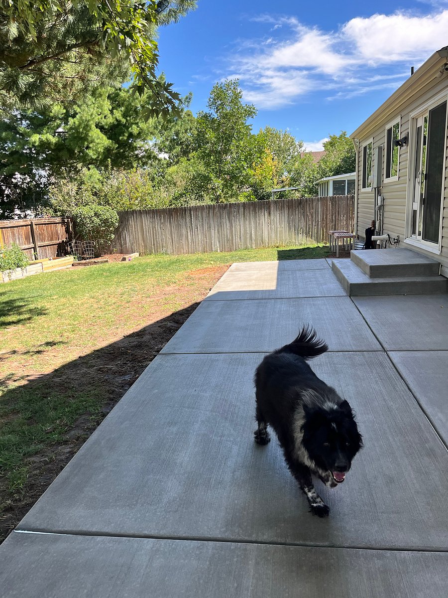 New concrete patio dog tested :)