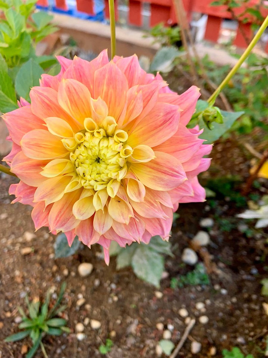 Time your visit right and dahlias abound! This one reminds me of rainbow sherbet.
