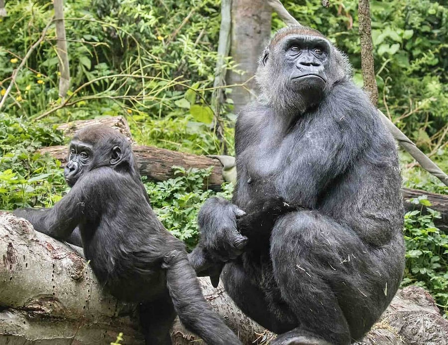 We have many local tips! Want to say hi to some silverback gorillas and baby giraffes. Spend a morning at the Woodland Park Zoo. (1 mile east.)