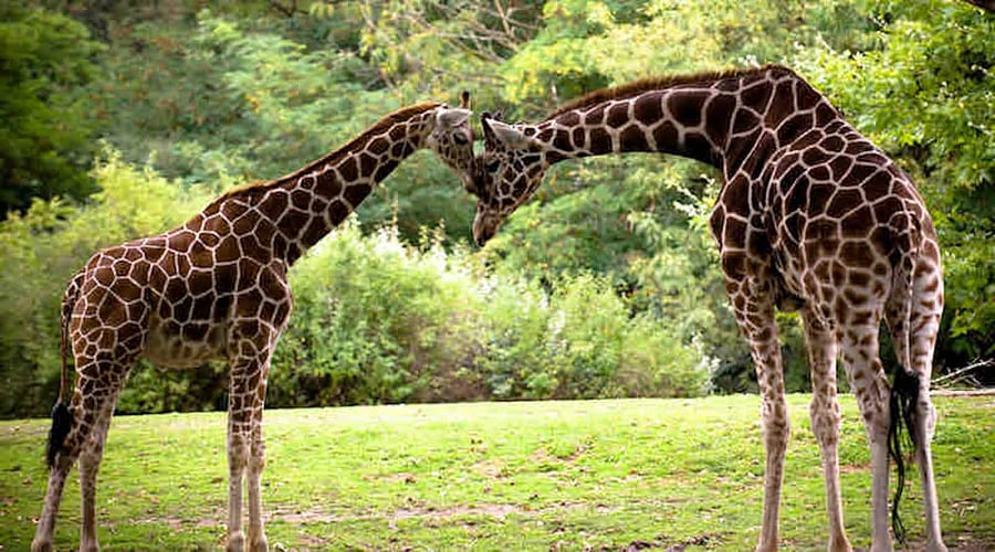 Awe! The Woodland Park Zoo.