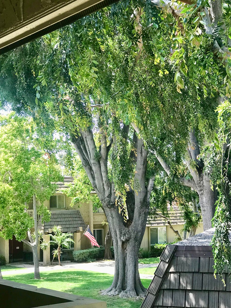 View from Main Bedroom