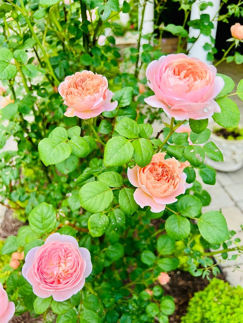 Peaceful gardens for complete relaxation.
