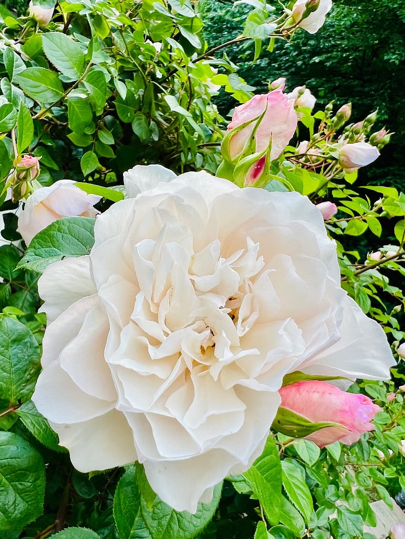 Peaceful gardens for complete relaxation.