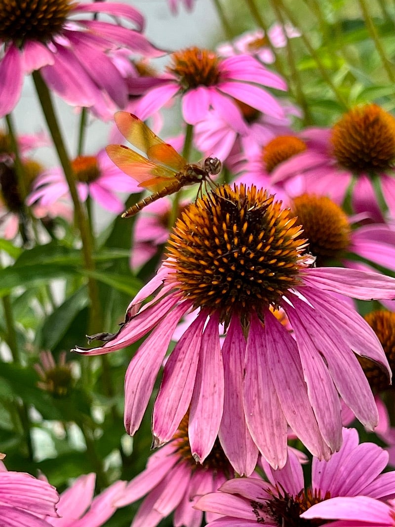 Peaceful gardens for complete relaxation.