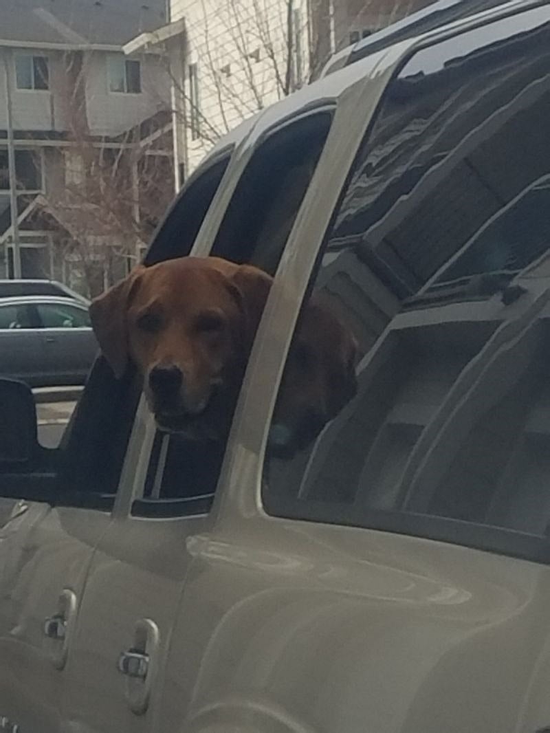 Pet Friendly!