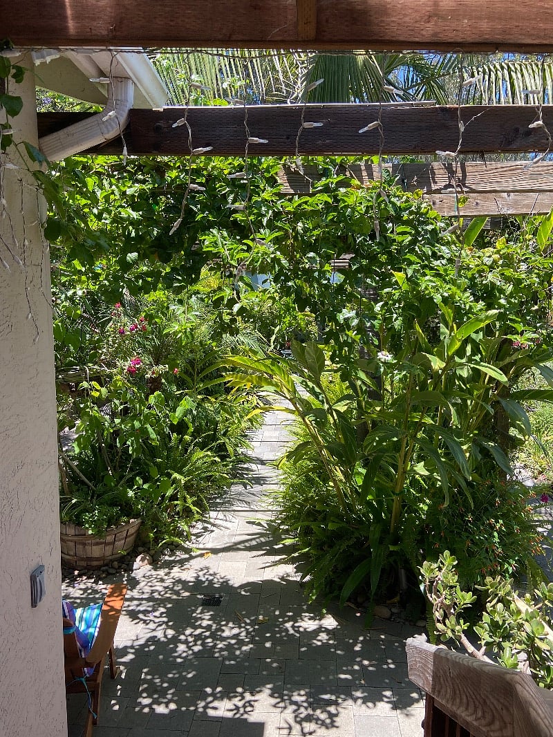 backyard of the unit