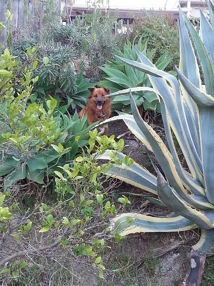 my dog Oso