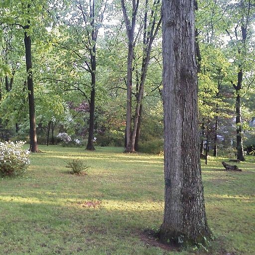 View of the yard.