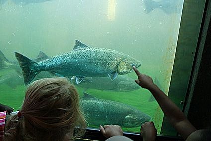 Watch Salmon return to their spawning grounds between May and November