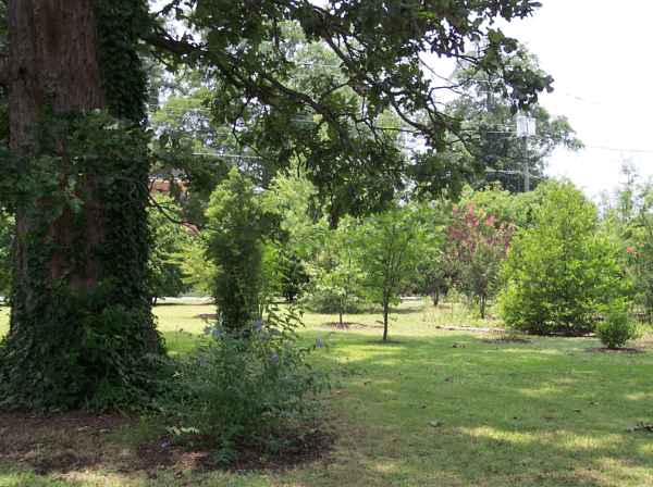 wooded lot across the street