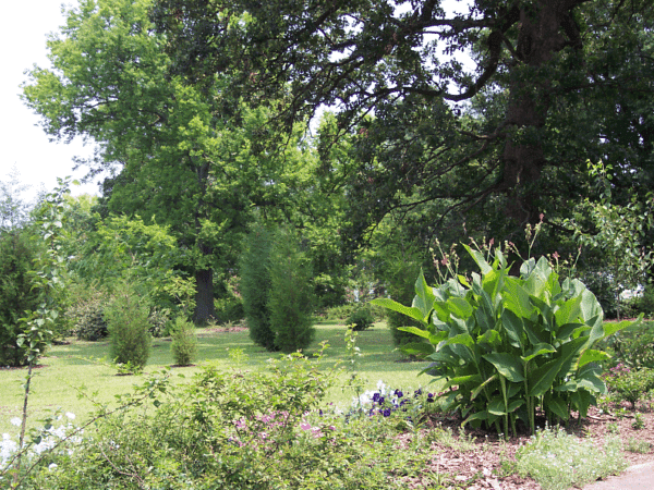 wooded lot across the street
