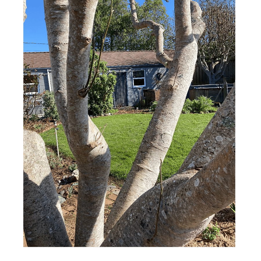 Looking at front of studio through Magnolia tree