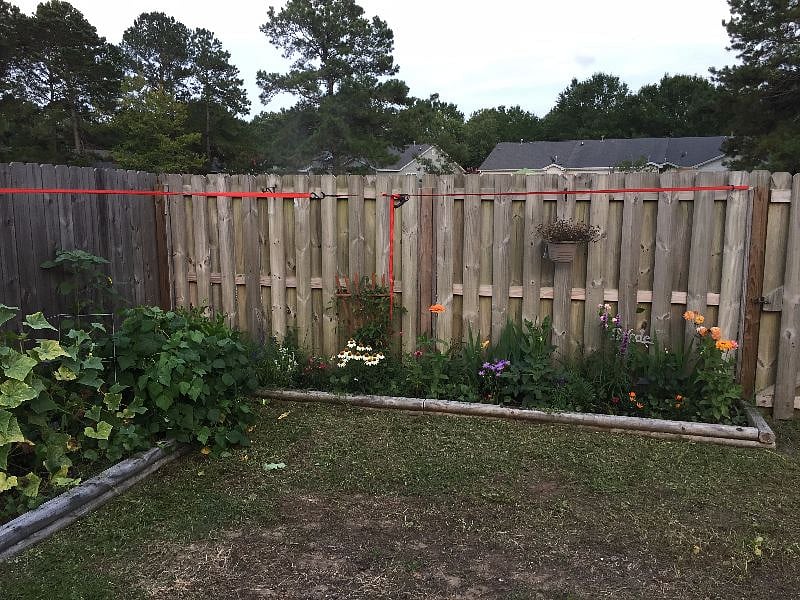 Backyard with garden in spring