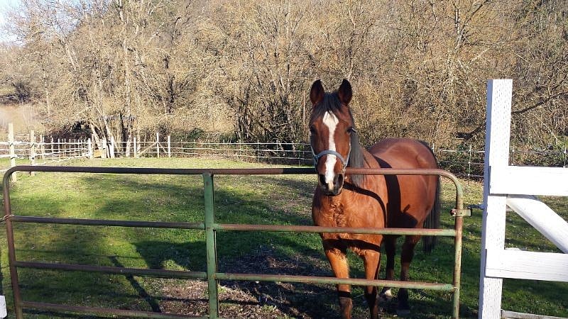 Resident Horse named Koa.