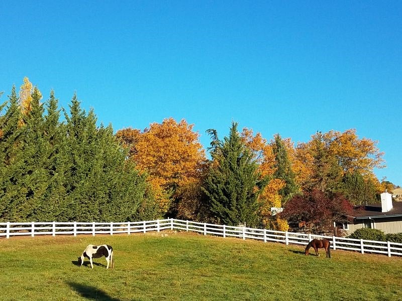Beautiful fall on the Iron Horse Ranch.