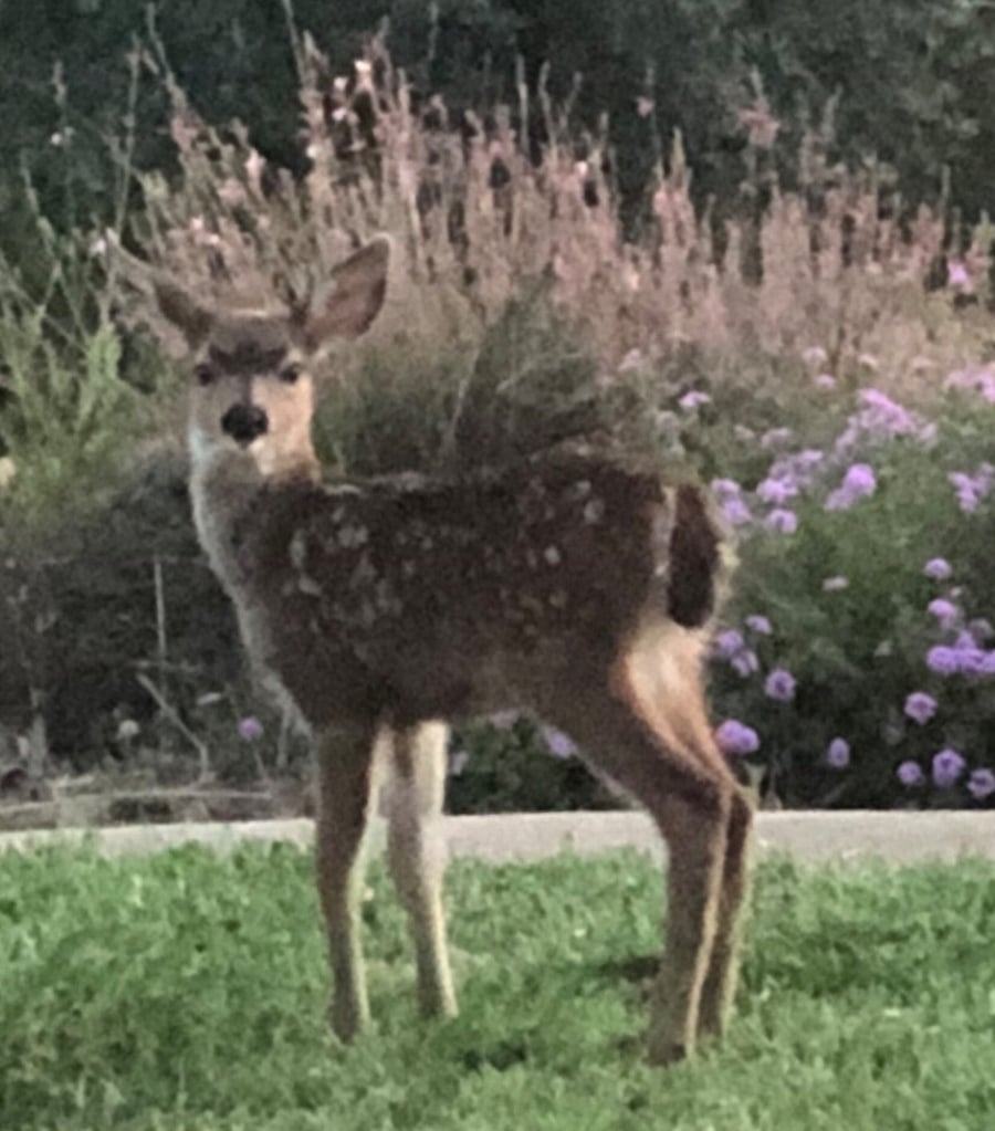 Just some of the locals that you may see on any given day :)