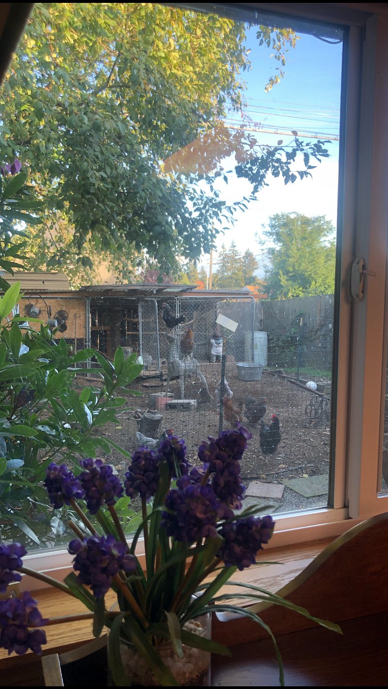 chickens play yard out 2nd bedroom window