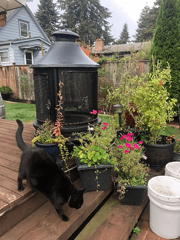 Summer Fire Pit and Darby the Cat