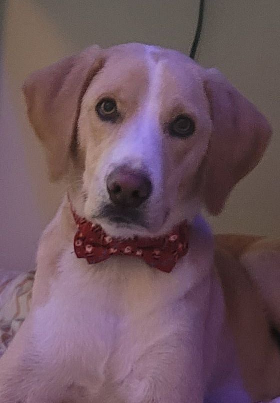 Our fur baby Dustin
