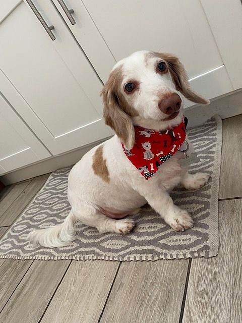 Poncho- Our senior resident security guard and belly rub fanatic