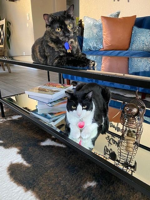 Arya and Putty are the most friendly cats you can ask for as roomies, they love a good snuggle and afternoon nap. 