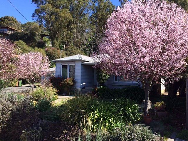 Front yard, earliest Spring-time (early March), mid-day 